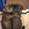 Seamus - Photo 4