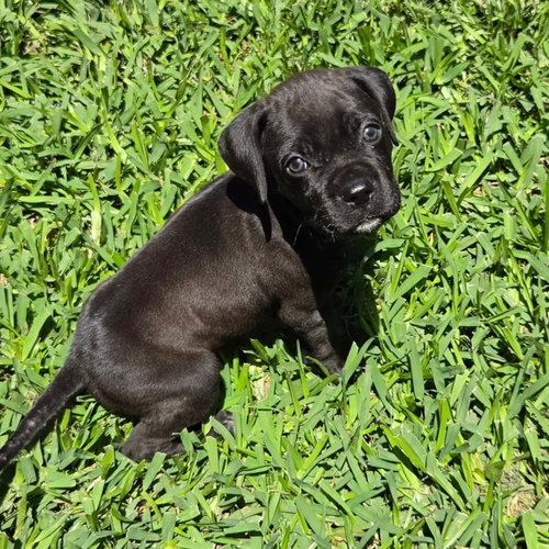 Tansy, an adoptable Boxer in Dallas, TX