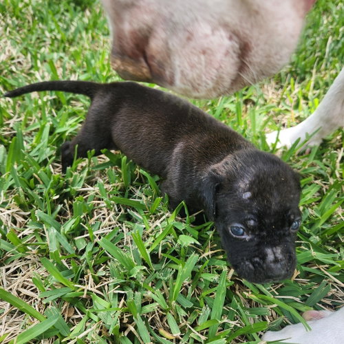 TANSY - Boxer available for adoption