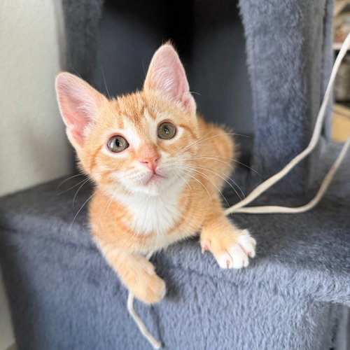 Capri, Baby Domestic Short Hair, cat for adoption in Fort Worth, Texas