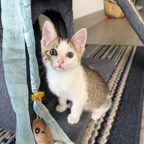 Rome, Baby Domestic Short Hair, cat for adoption in Fort Worth, Texas