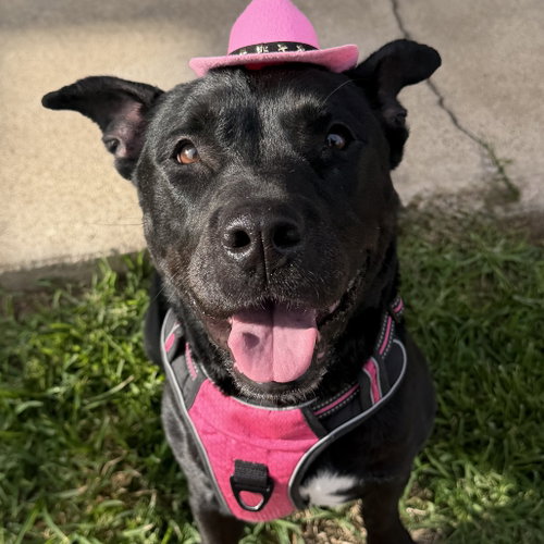 BELLA - Pit Bull Terrier available for adoption