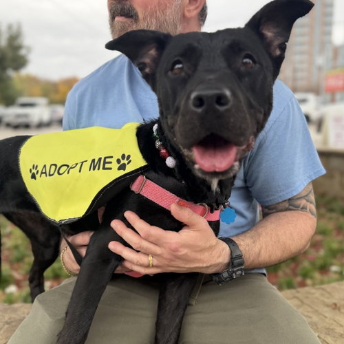 BELLA - Pit Bull Terrier available for adoption