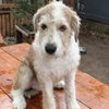 Dixie - Photo 1
