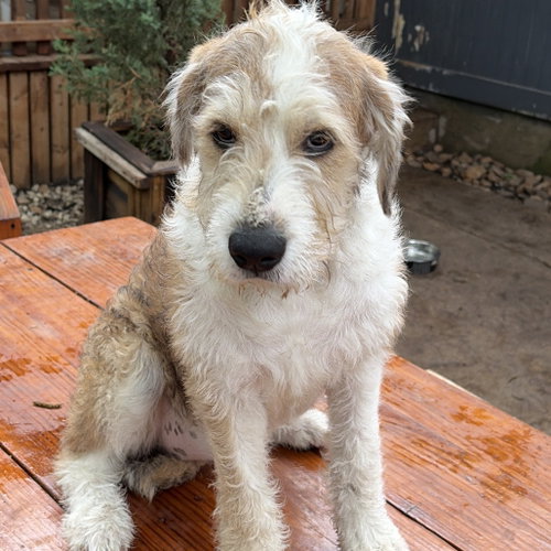 DIXIE - Poodle (unknown type) available for adoption
