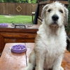Dixie - Photo 2
