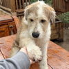 Dixie - Photo 3