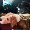 Dixie - Photo 4