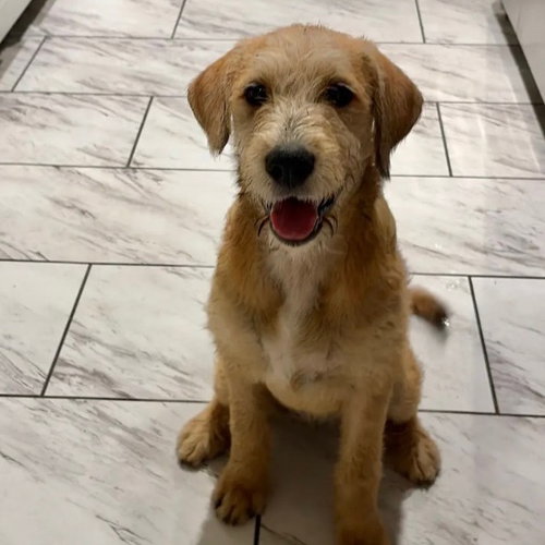 Daisy, an adoptable Poodle in Dallas, TX
