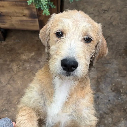 DAISY - Poodle (unknown type) available for adoption
