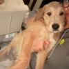 Daisy - Photo 3