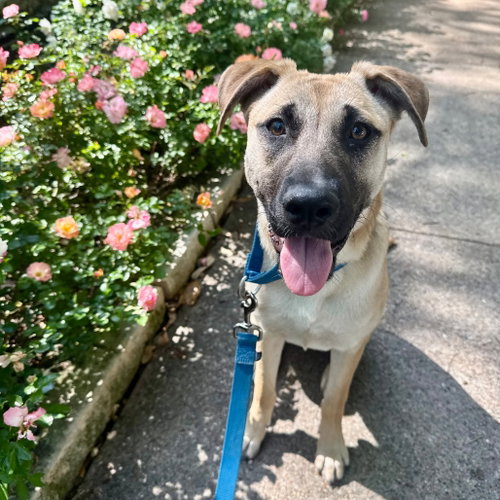 Coral, an adoptable German Shepherd Dog in Dallas, TX