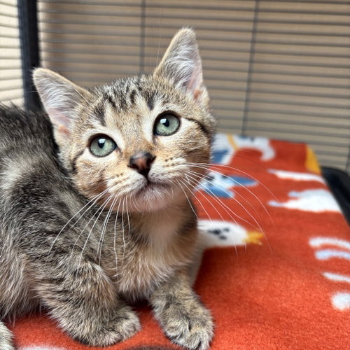 Leek, Baby Domestic Short Hair, cat for adoption in Fort Worth, Texas