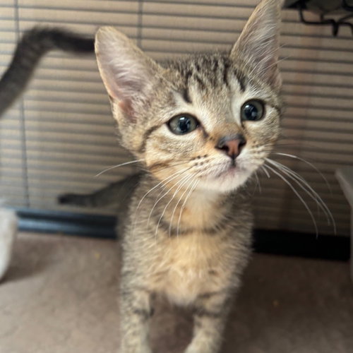 Kale, Baby Domestic Short Hair, cat for adoption in Fort Worth, Texas
