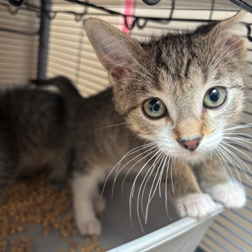 Radish, Baby Domestic Short Hair, cat for adoption in Fort Worth, Texas