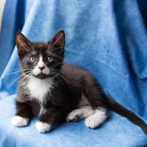 Turnip, Baby Domestic Short Hair, cat for adoption in Fort Worth, Texas