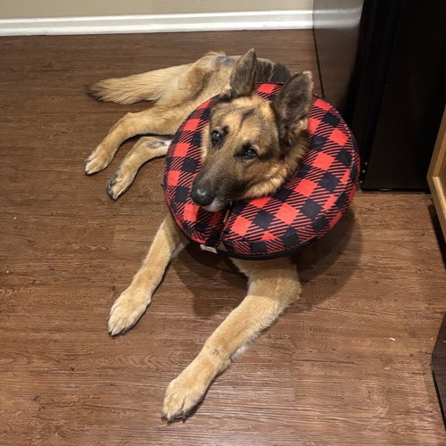 FLEETWOOD - German Shepherd Dog available for adoption
