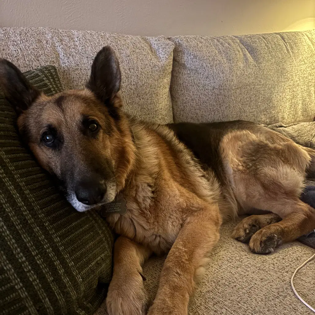 Fleetwood - German Shepherd Dog