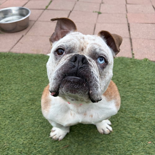 BOSS - American Bulldog available for adoption