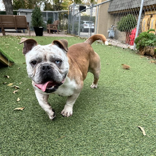 BOSS - American Bulldog available for adoption