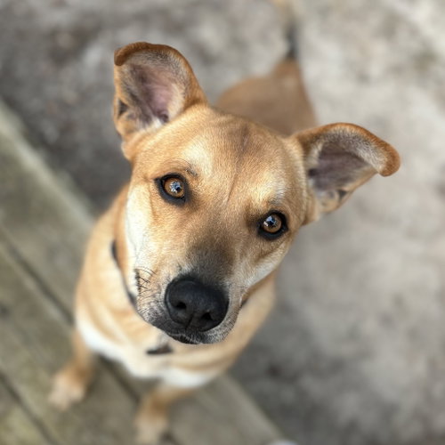 RIGGINS (NEW DIGS) - Australian Cattle Dog/Blue Heeler available for adoption