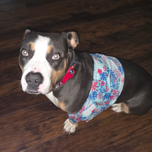 Luke II (New Digs), an adoptable Basset Hound in Dallas, TX