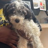 Scruffles - Photo 1