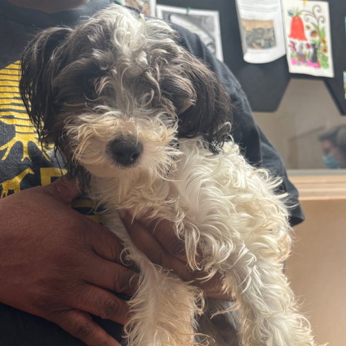 Scruffles, an adoptable Terrier in Dallas, TX