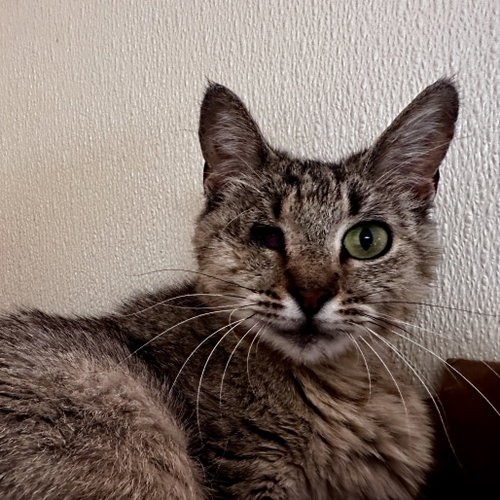 JO, Adult Domestic Short Hair, cat for adoption in Fort Worth, Texas