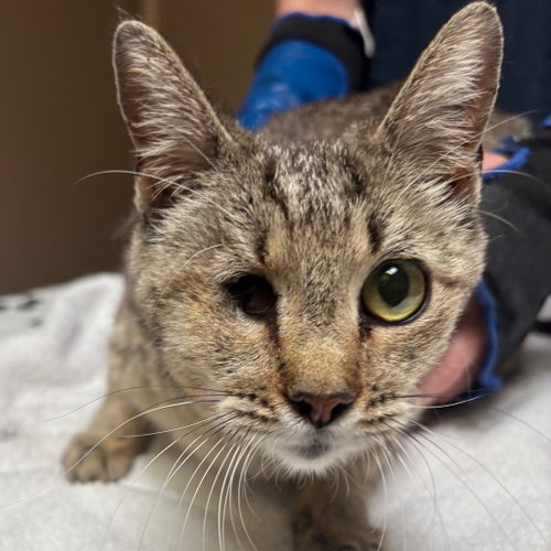 JO - Domestic Short Hair available for adoption