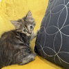 Brandy - Photo 1