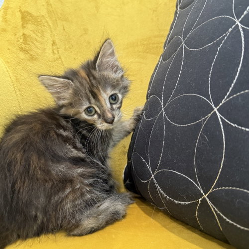 Brandy, an adoptable Domestic Short Hair in Dallas, TX