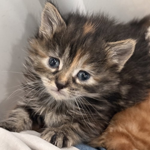 BRANDY - Domestic Short Hair available for adoption