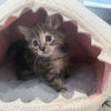 Brandy - Photo 3