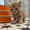 Aperol - Photo 2