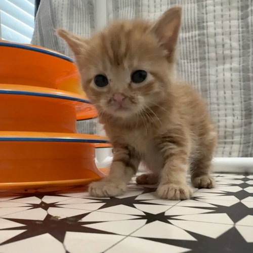 APEROL - Domestic Short Hair available for adoption