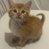 Phineas - Photo 1