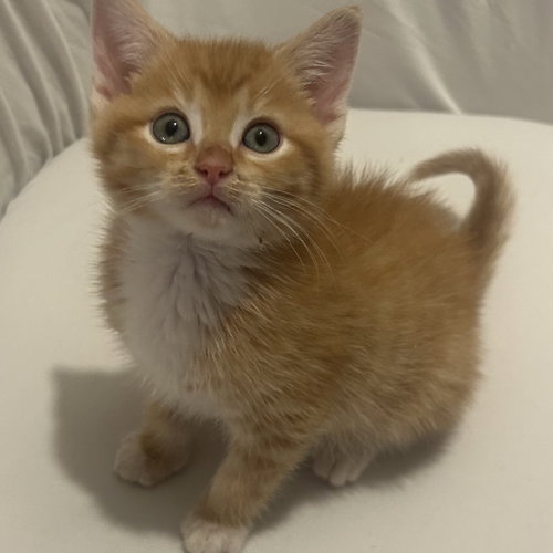 PHINEAS - Domestic Short Hair available for adoption