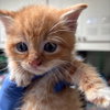 Phineas - Photo 2