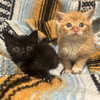 Phineas - Photo 3