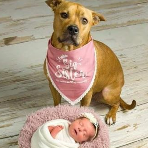 DAPHNE DAFFODILLIAH - Pit Bull Terrier available for adoption