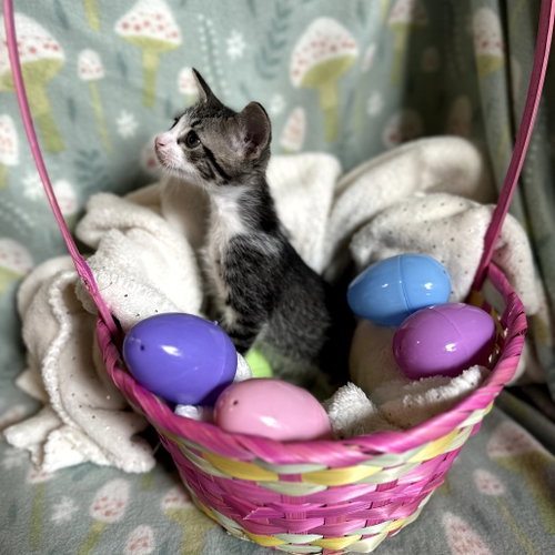 BOSTON ROB - Domestic Short Hair available for adoption