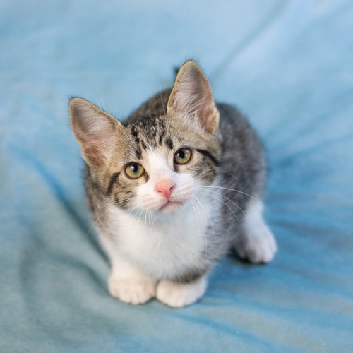 BOSTON ROB - Domestic Short Hair available for adoption