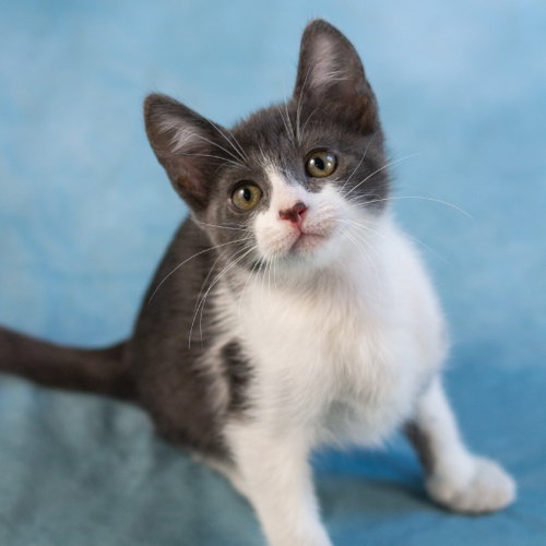 Ozzy, Baby Domestic Short Hair, cat for adoption in Fort Worth, Texas