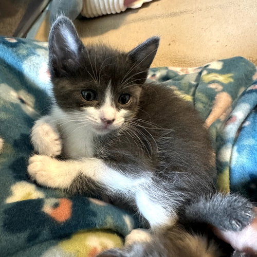 OZZY - Domestic Short Hair available for adoption