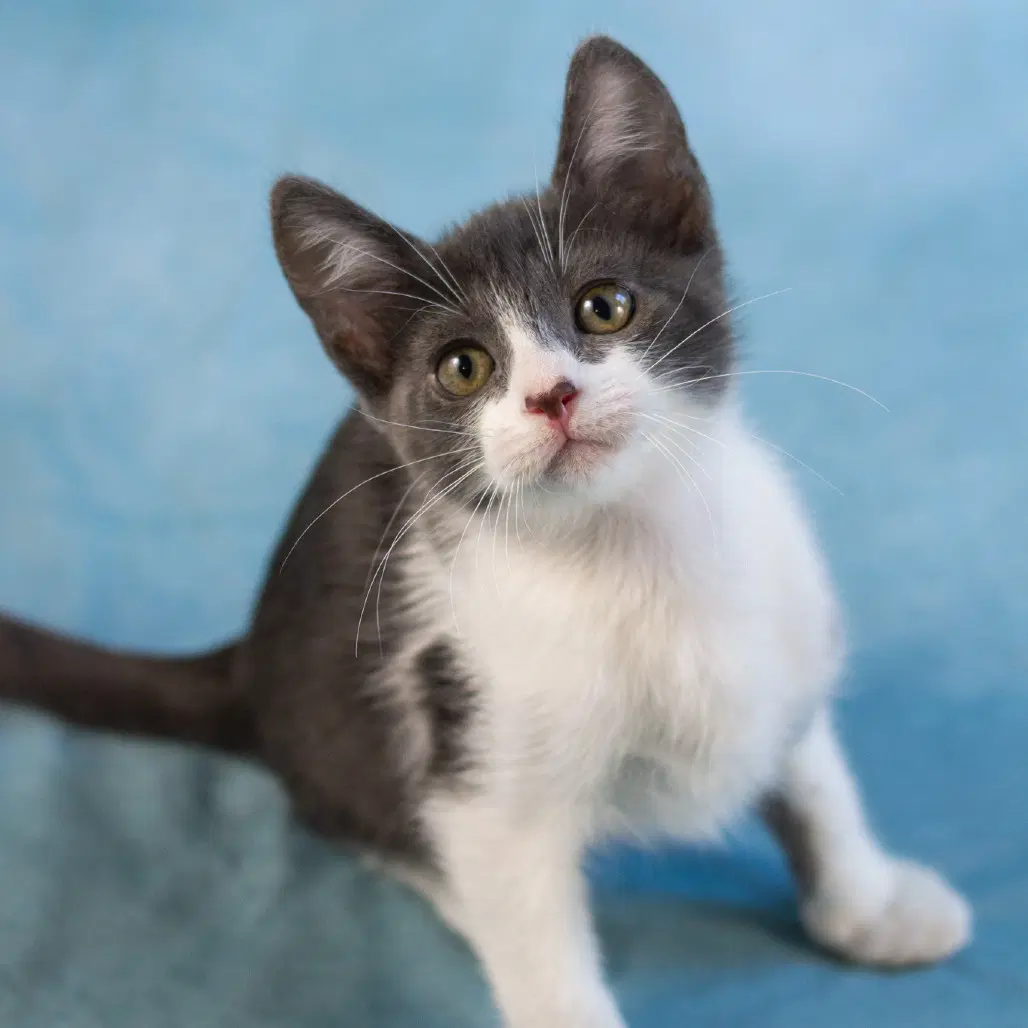 Ozzy - Domestic Short Hair