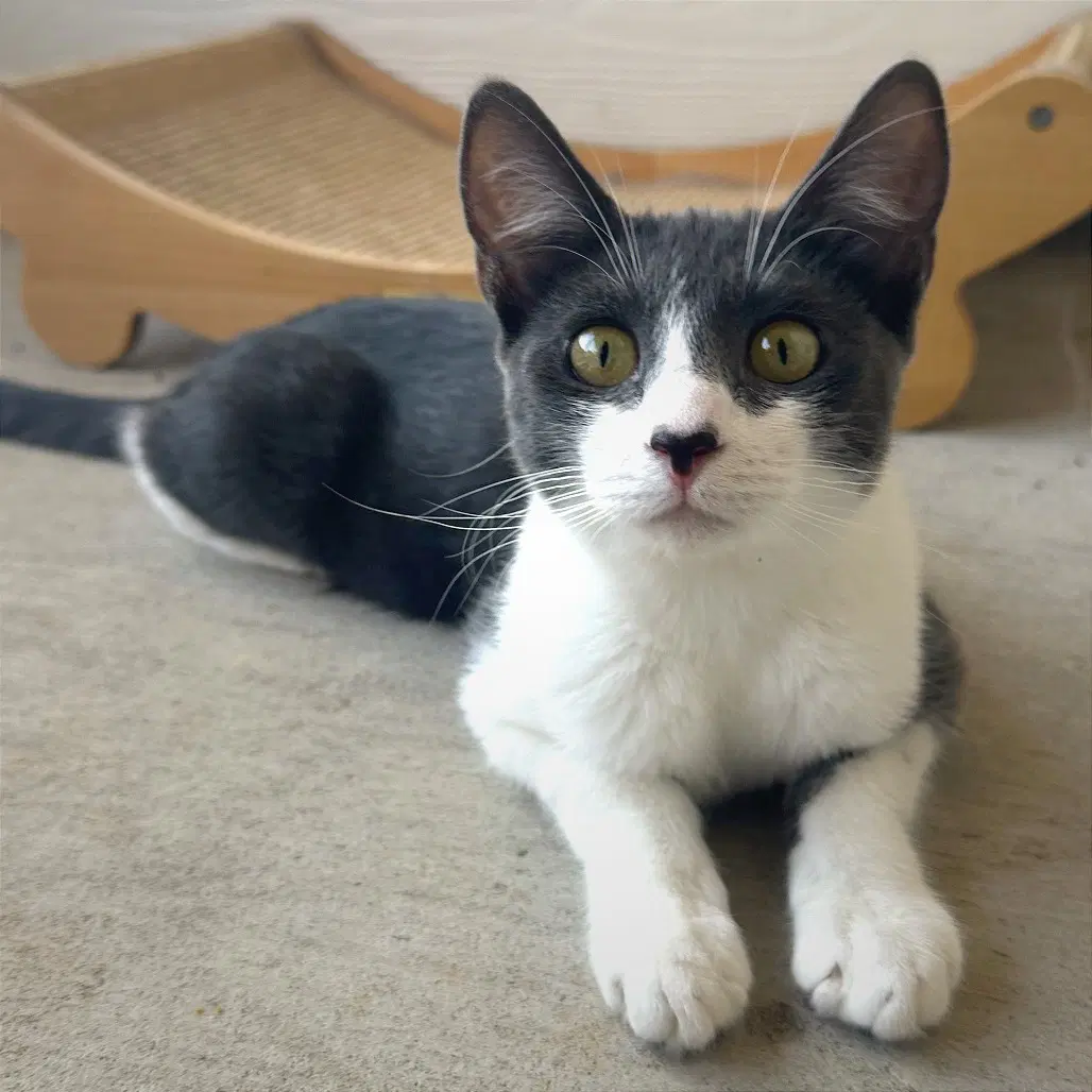 Ozzy - Domestic Short Hair