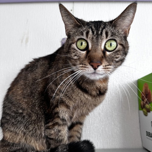 Skittles, Adult Domestic Short Hair, cat for adoption in Fort Worth, Texas