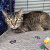 Skittles - Photo 2