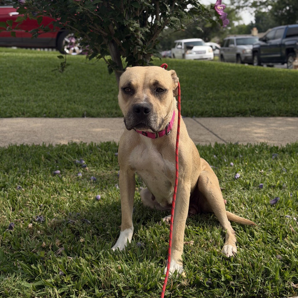 Millie, photo 4